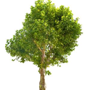 Platanus x acerifolia – London Plane get a quote