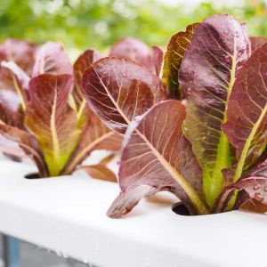 Lettuce – Red Romaine Lettuce get a quote