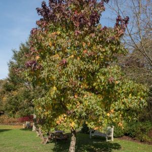 Liquidambar styaciflua ‘Rotundilloba’ – Sweetgum get a quote