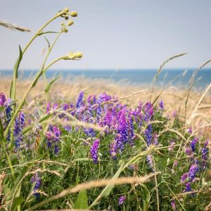 Buy Coastal Plants Plants