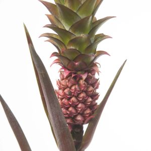 Ananas lucidus – Red Spineless Pineapple – get a quote