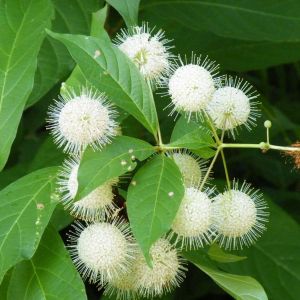 Cephalanthus occidentalis – Buttonbush – Button Willow – Honey Balls – get a quote