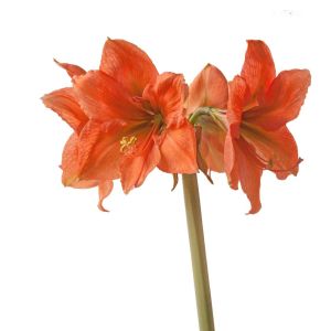 Hippeastrum ‘Rilona’ – Amaryllis – Barbados Lily – get a quote