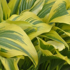 Hosta montana – Plantain Lily montana get a quote