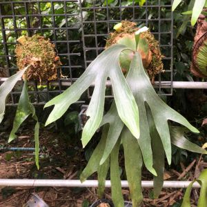 Platycerium superbum – Platycerium grande of gardens – Staghorn Fern – get a quote