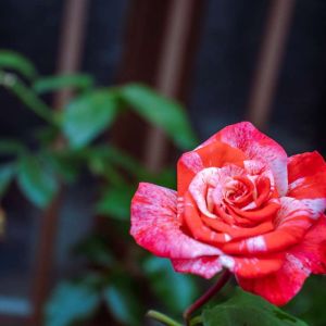Rosa ‘Laughter Lines’ – Rose ‘Laughter Lines’ get a quote