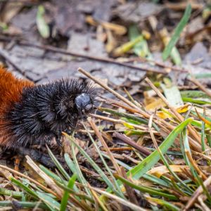 Banded Woollybear – Isabella Moths – Pyrrharctia Isabella get a quote