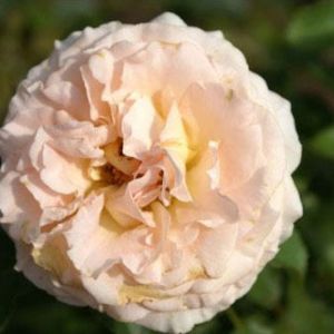 Rosa ‘Tamora’  – Rose ‘Tamora’ get a quote