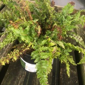 Polystichum polyblepharum – Japanese tassel fern get a quote