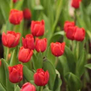 Tulipa ‘Escape’ – Tulip ‘Escape’ get a quote