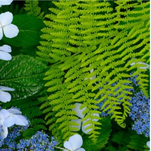 Dennstaedtia punctiloba – North American Hay-scented Fern – get a quote