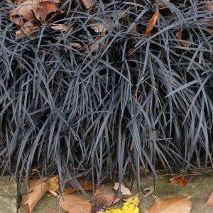 Ophiopogon planiscapus ‘Nigrescens’ – Ophiopogon planiscapus ‘Arabicus’ – Ophiopogon planiscapus ‘Black Dragon’ – Ophiopogon planiscapus ‘Ebony Knight’ – Ophiopogon planiscapus ‘Black Mondo Grass’ – Mondo Grass – Snakebeard – Lilyturf – get a quote