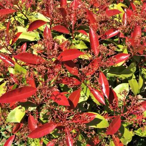Photinia ‘Redstart’ – Heteromeles – Stranvaesia – get a quote