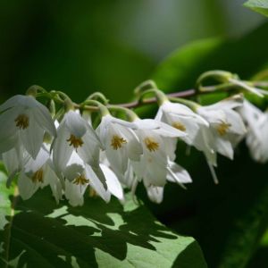 Styrax obassia – Fragrant Snowbell – Big-leafed Storax get a quote