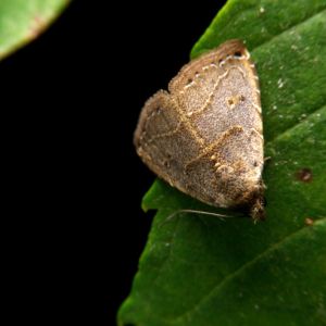 Orange tortrix  – Argyrotaenia citrana get a quote