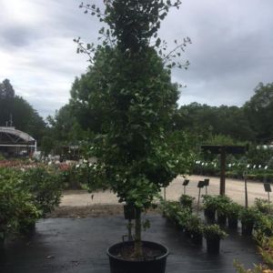 Ginkgo biloba ‘Fastigiata’ – Maidenhair Tree – get a quote