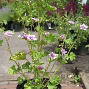 Malva sylvestris ‘Zebrina’ – Tall Mallow – get a quote