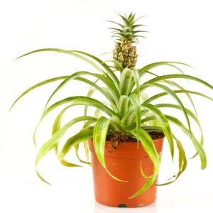 Bromeliad Pineapple get a quote