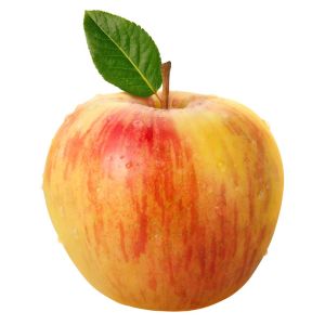 Apple – Honeycrisp Apple tree – Malus get a quote