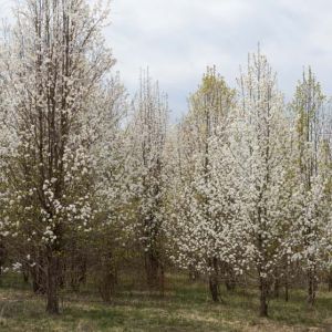 Pyrus ‘Clevede select’ – Callery pear – get a quote