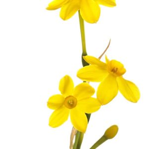 Narcissus ‘Baby Moon’ – Daffodil ‘Baby Moon’ get a quote