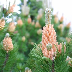 Pinus flexilis ‘Vanderwolf’s Pyramid’ – Limber Pine – Pine – get a quote