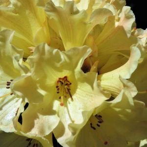 Rhododendron ‘Nancy Evans’ – Azaleas – get a quote