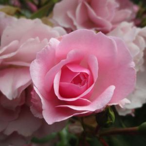 Rosa ‘Bonica’ – Rose ‘Bonica ’82’ – get a quote