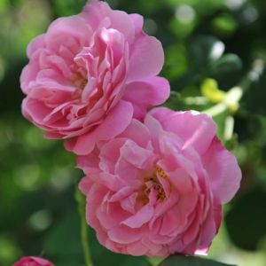 Rosa ‘Pink Bells’ – Rose ‘Pink Bells’ get a quote