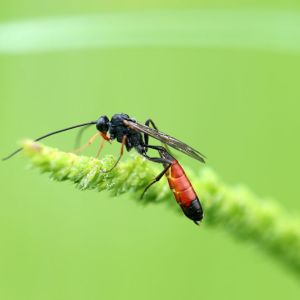 Ichneumon Wasps – Ichneumonidae Family get a quote