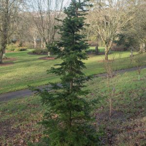 Abies sachalinensis – get a quote