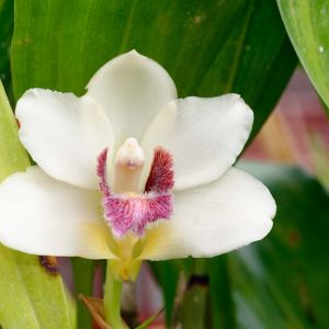 Bifrenaria – Orchid get a quote