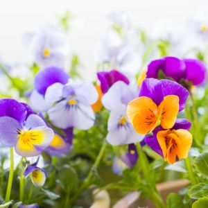 Buy Early Spring Annuals Plants