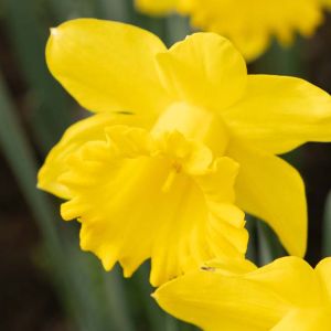 Narcissus ‘Obvallaris’  – Daffodil ‘Obvallaris’ get a quote