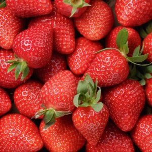 Strawberry – Quinault Strawberry – Fragaria get a quote