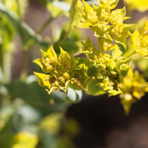 Bupleurum rotundifolium – Thorow-wax – get a quote