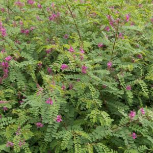 Indigofera heterantha – Indigofera gerardiana – get a quote