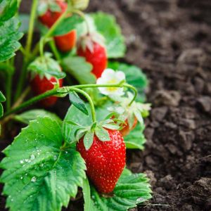Fragaria vesca – Woodland Strawberry – Strawberry – get a quote