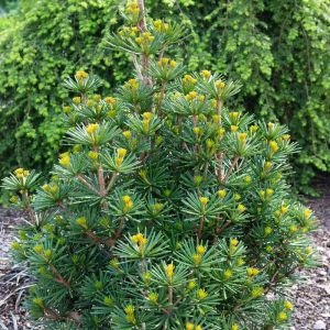 Sciadopitys verticillata – Japanese Umbrella Pine – get a quote