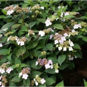 Hydrangea – Blue wave lacecap Hydrangea – Hydrangea marcophylla ‘Blue Wave’ get a quote