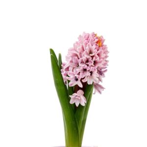 Hyacinthus ‘Pink Surprise’ -Hyacinth – bulbs get a quote