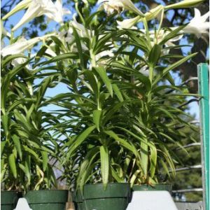 Lilium ‘Easter Lily’ – Lily get a quote