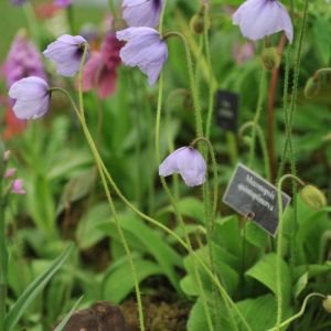 Meconopsis quintuplinervia – Harebell Poppy – get a quote