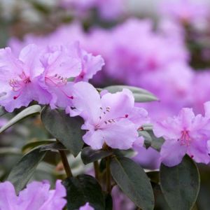 Rhododendron ‘Praecox’ – Rhododendron x praecox – Azaleas – get a quote