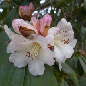 Rhododendron irroratum – Azaleas – get a quote