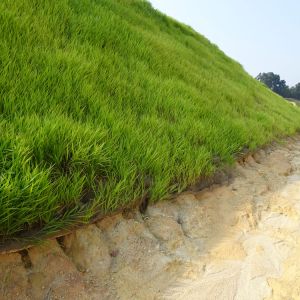 Buy Erosion Control Plants Plants