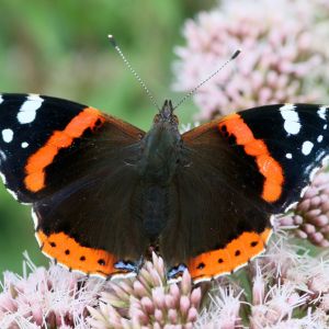 Red Admiral – Vanessa atalanta get a quote