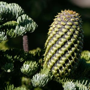 Abies magnifica – California Red – Red Fir – get a quote
