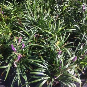 Liriope – Lily turf – get a quote