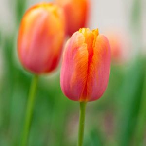 Tulipa ‘Dordogne’ – Tulip ‘Dordogne’ get a quote
